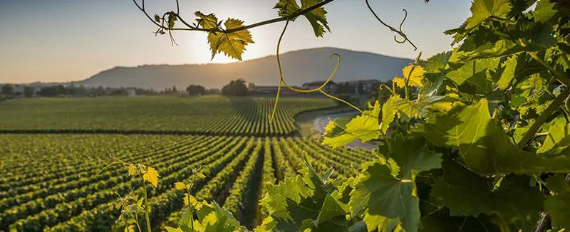 image vineyard italy