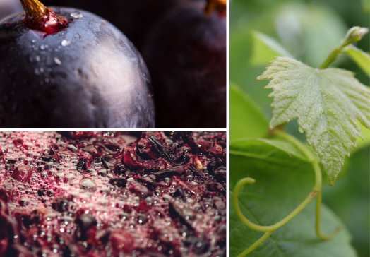 OIV - International Organisation of Vine and Wine