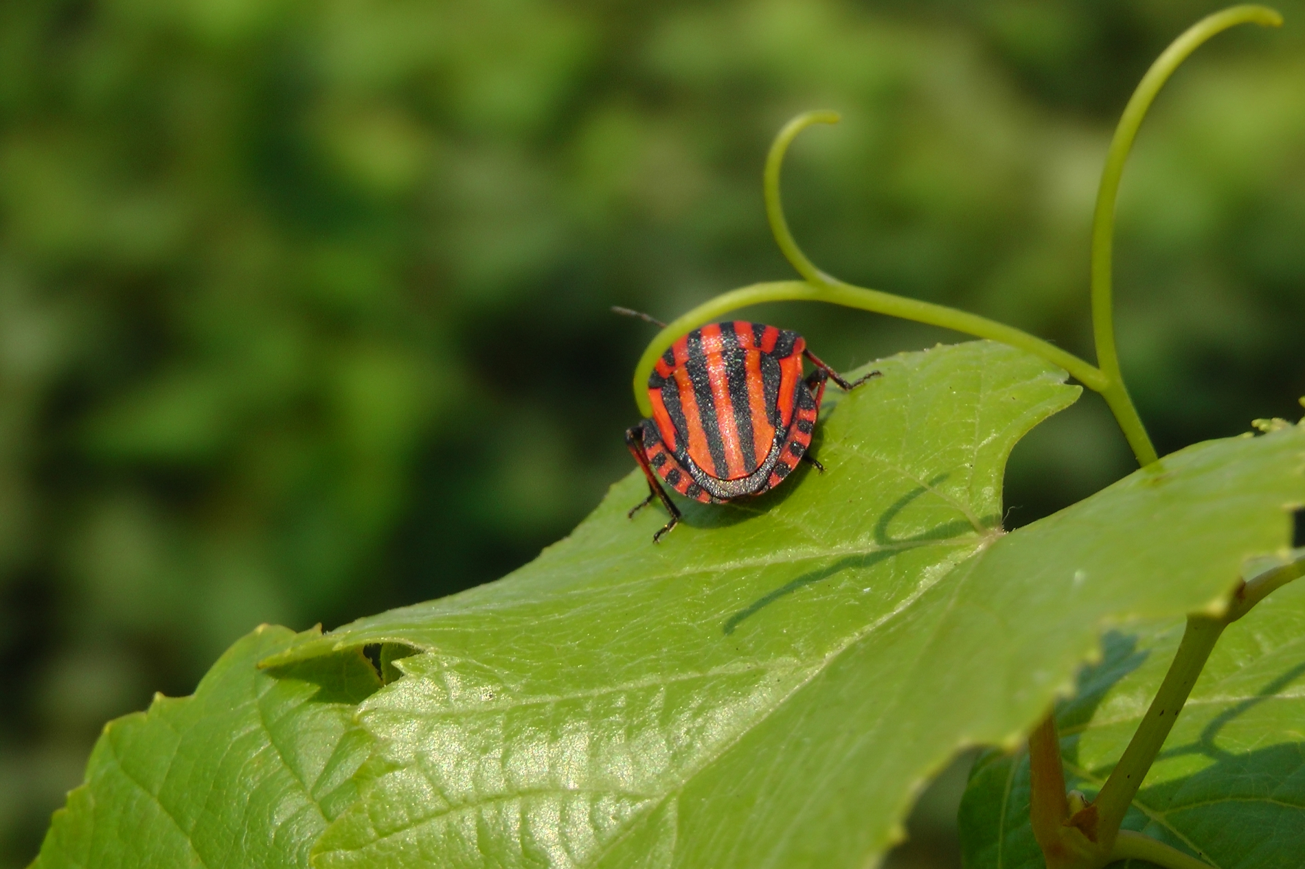 The OIV’s commitment to conserving biodiversity to tackle ecosystem decline