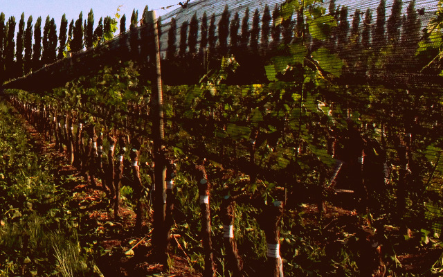 Grapevine trunk diseases. A real problem