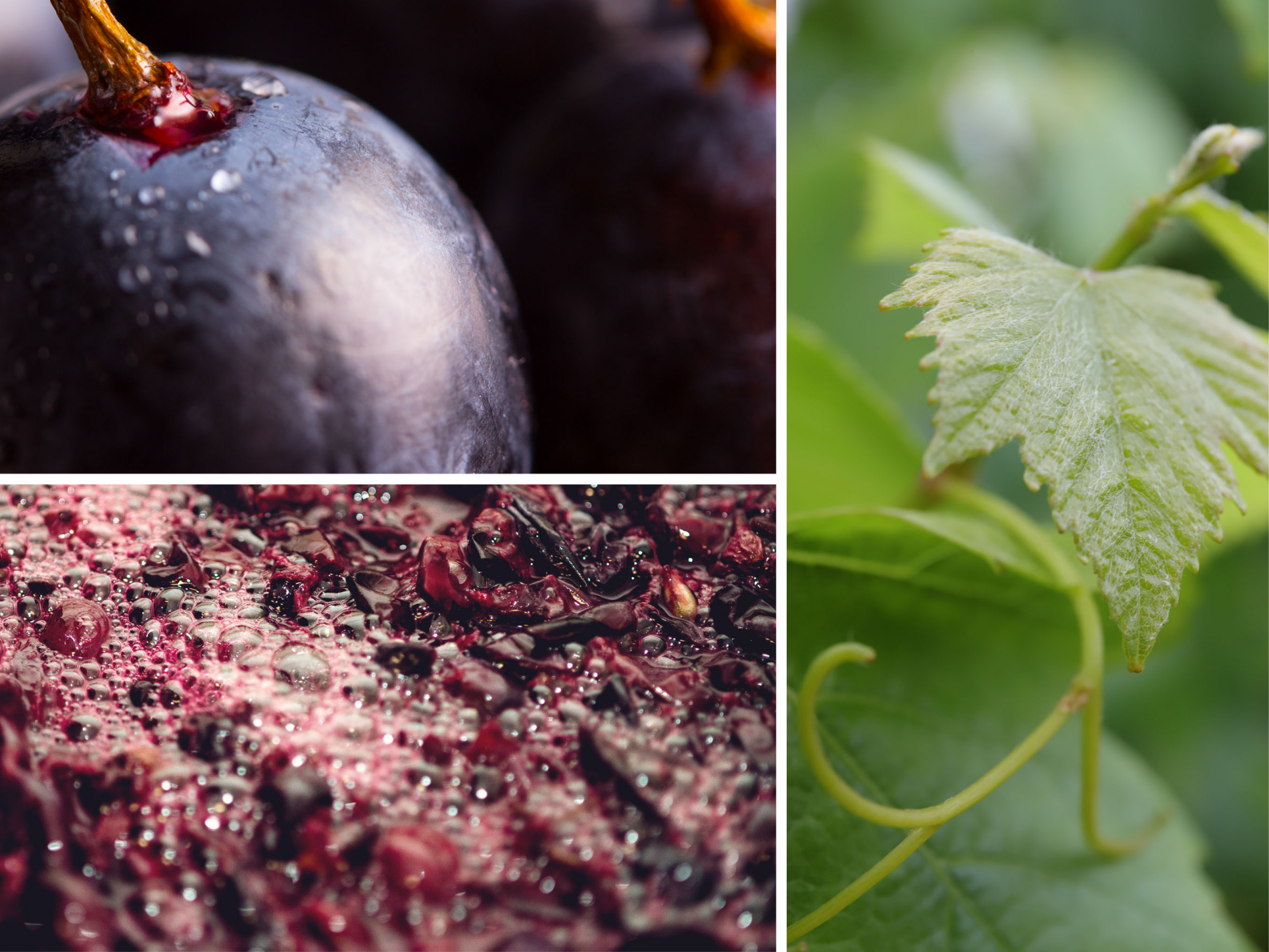 The OIV together with leading grape and wine companies teams up for research