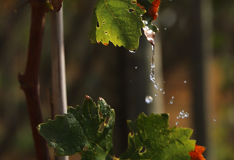 The sustainable use of water in Winegrape vineyards