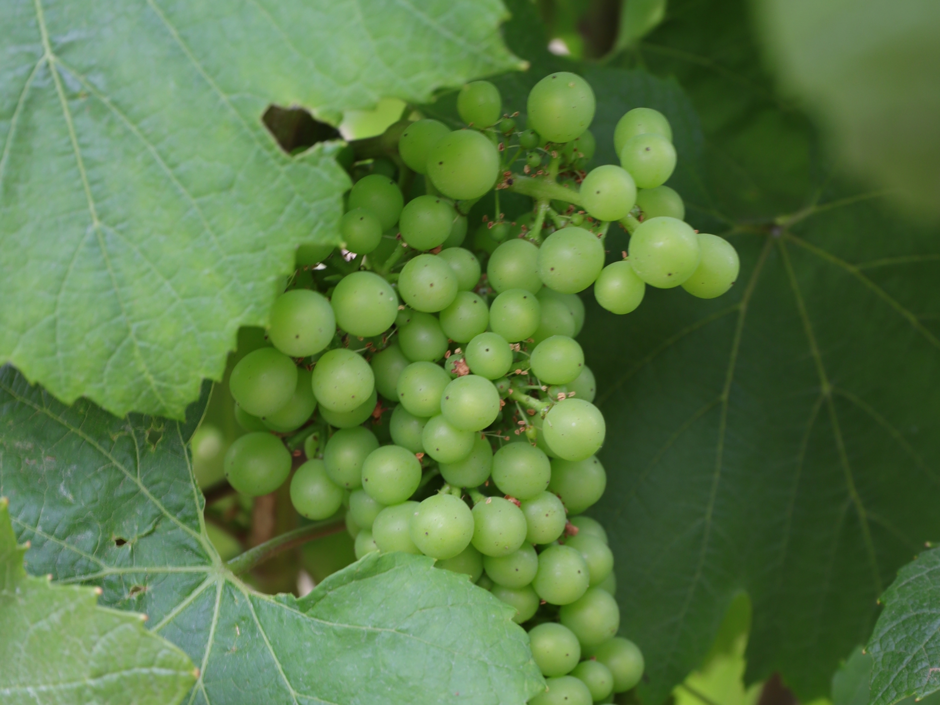 Organic viticulture is gaining terrain