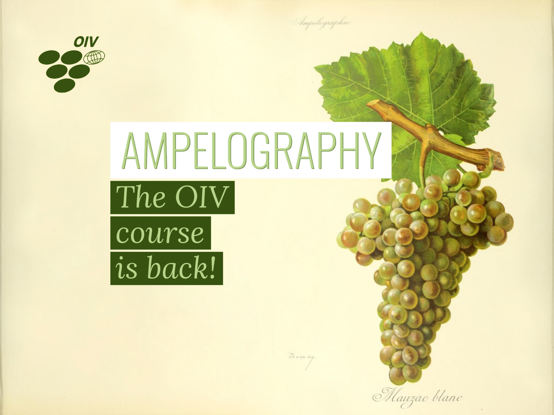The OIV works to disseminate ampelography