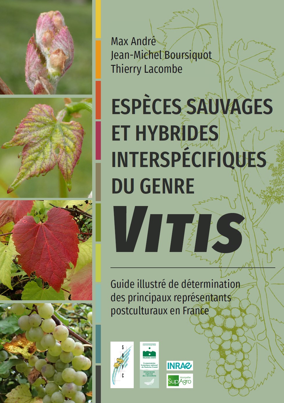 Espèces sauvages et hybrides interspécifiques du genre Vitis. Guide illustré de déterminationdes principaux représentants postculturauxen France.