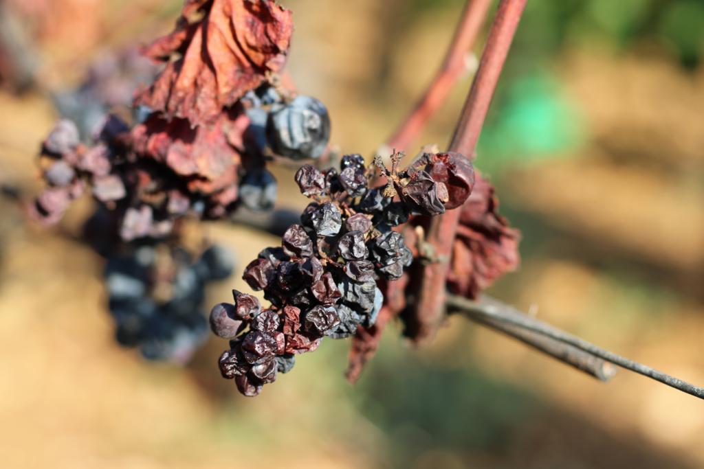 dried grape harvest 2022