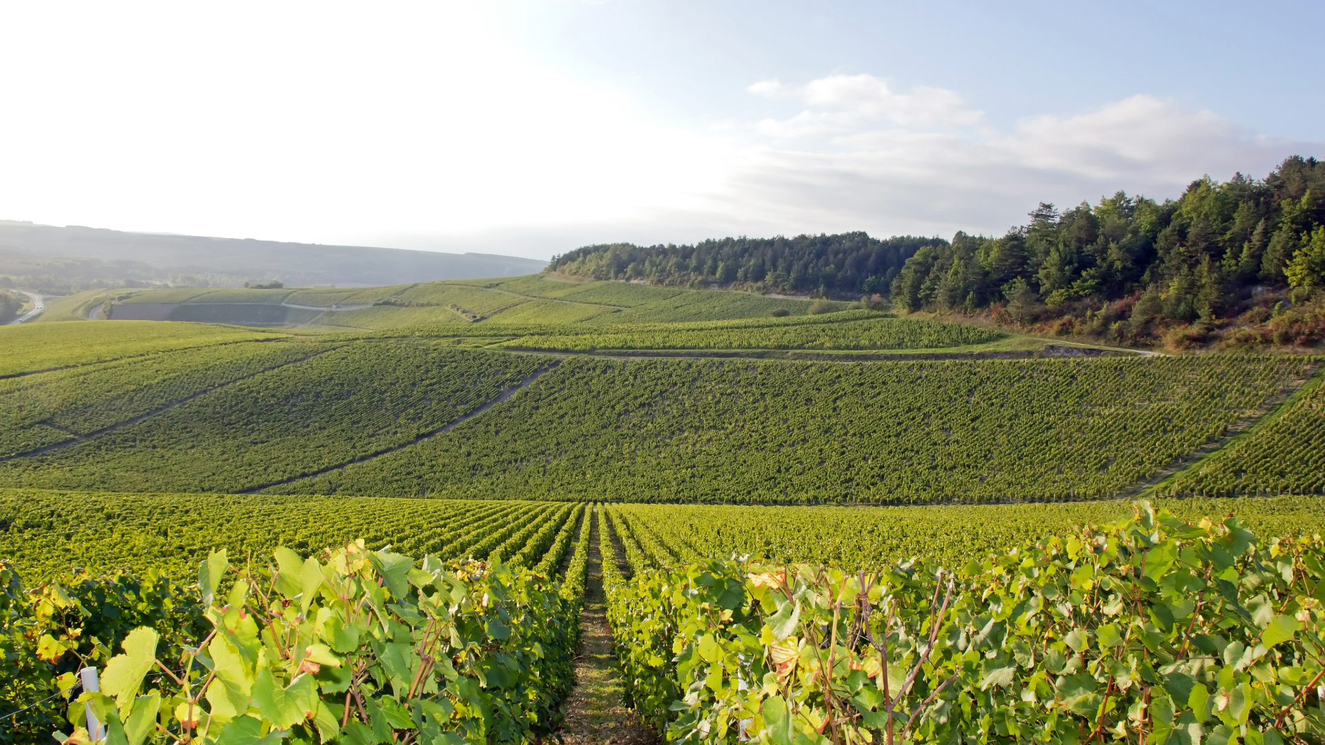 Les vignobles à Bourgone