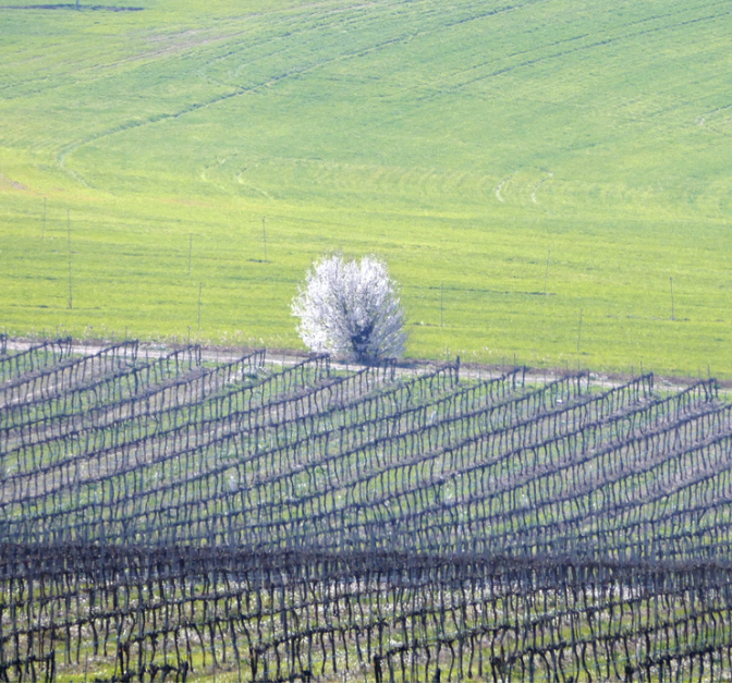 vineyards with tree