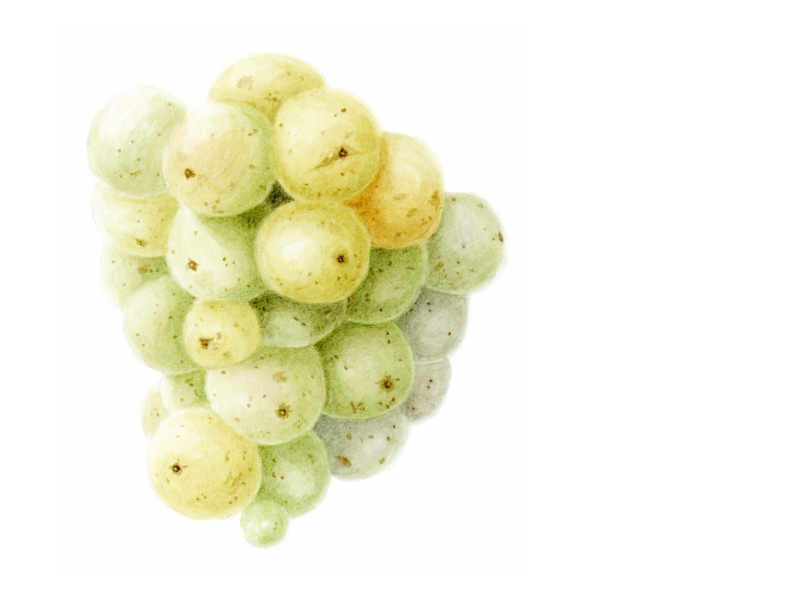 Riesling grapes illustration