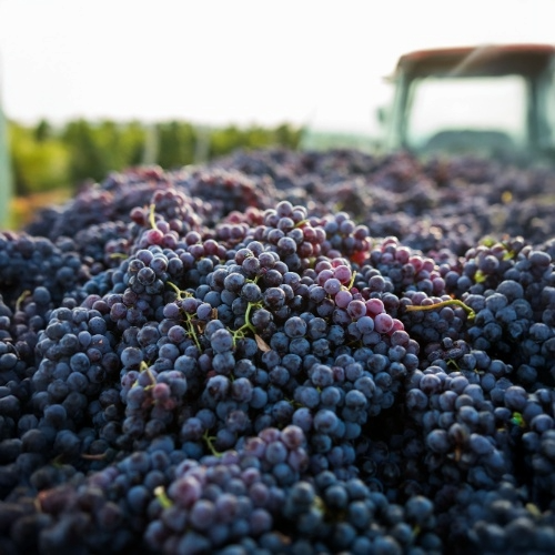 grapes after being harvested