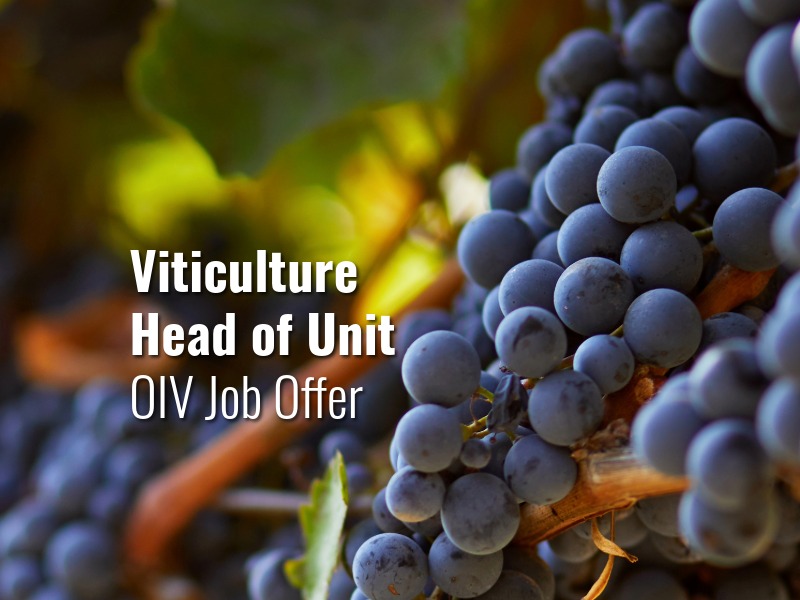 OIV Viticulture Head of Unit job offer