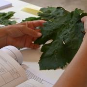 Ampelography takes centre stage in Spain Ampelography takes centre stage in Spain