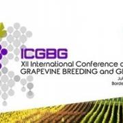 12th Conference on Grapevine Breeding and Genetics in Bordeaux 12th Conference on Grapevine Breeding and Genetics in Bordeaux