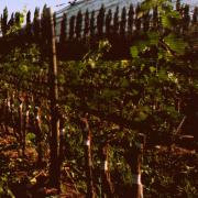 Grapevine trunk diseases. A real problem Grapevine trunk diseases. A real problem