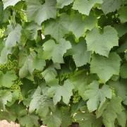 The Vitivinicultural sector: Which tools to face current challenges? The Vitivinicultural sector: Which tools to face current challenges?