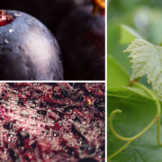 The OIV together with leading grape and wine companies teams up for research The OIV together with leading grape and wine companies teams up for research