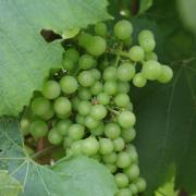 Organic viticulture is gaining terrain Organic viticulture is gaining terrain