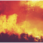 Wildfires are ravaging vineyards Wildfires are ravaging vineyards