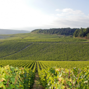 vineyard burgundy congress world 