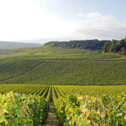 Les vignobles à Bourgone