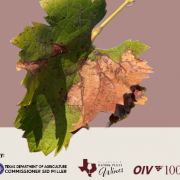 leaf disease pierce vine