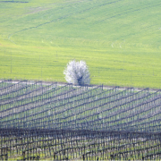 vineyards with tree