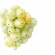 Riesling grapes illustration