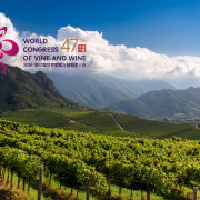 Ningxia vineyard