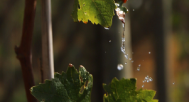 The sustainable use of water in Winegrape vineyards
