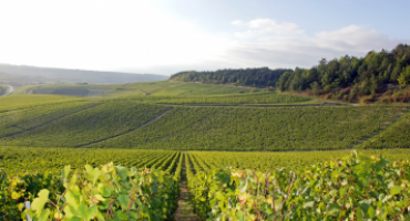 Les vignobles à Bourgone